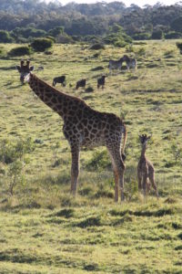 Giraffen-Mami mit einem Tag altem Giraffen-Baby